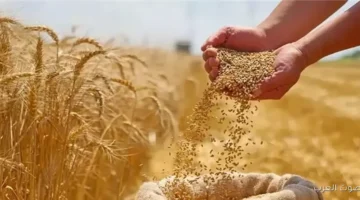 لرفع إنتاجية القمح الزراعة بتنظم مؤتمرات إرشادية للفلاحين