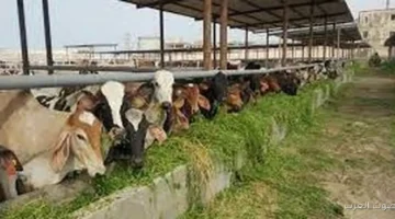 مشروع البتلو إزاي غير خريطة الثروة الحيوانية في مصر وفتح