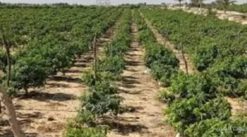 مصر هتشهد تقلبات جوية نصائح مهمة لحماية القمح والخضار والفاكهة