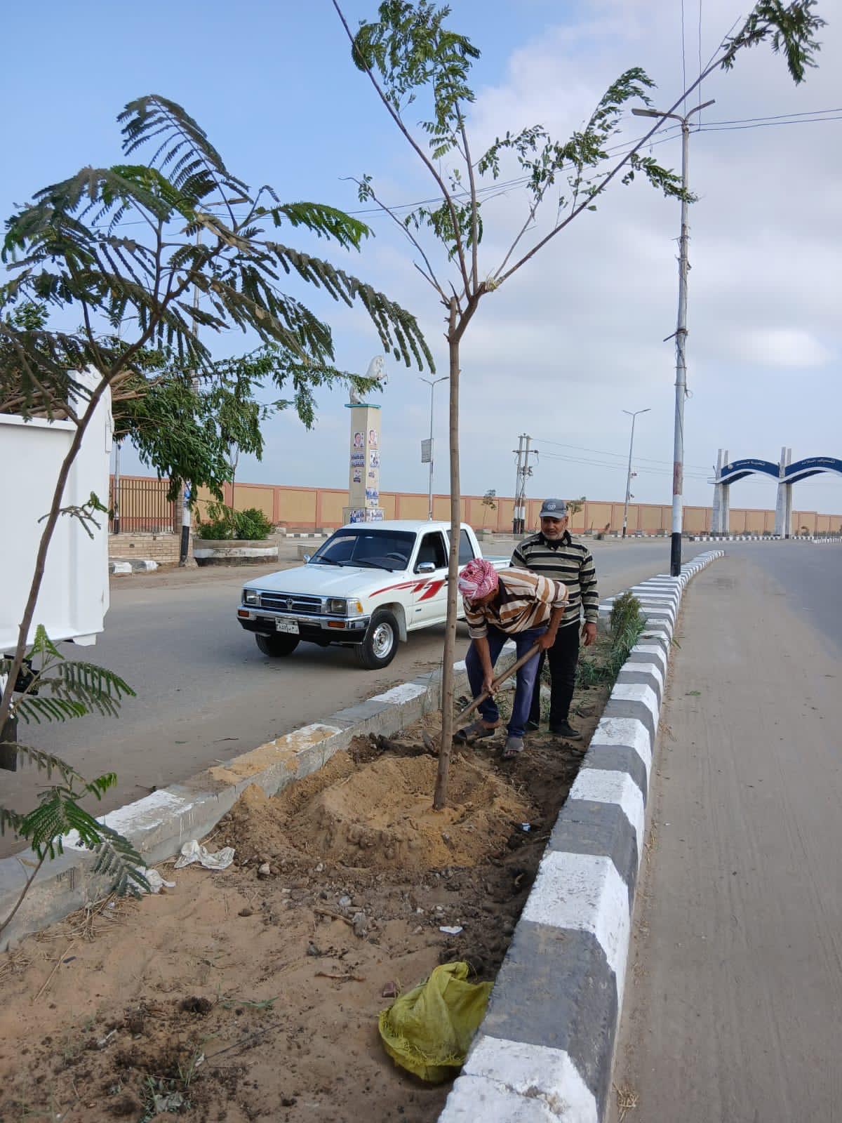 زراعة الأشجار في الشرقية