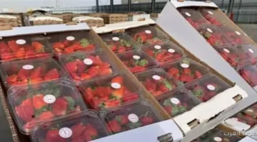 نقيب الفلاحين يكشف أسباب أزمة الفراولة بين زيادة الإنتاج ونقص