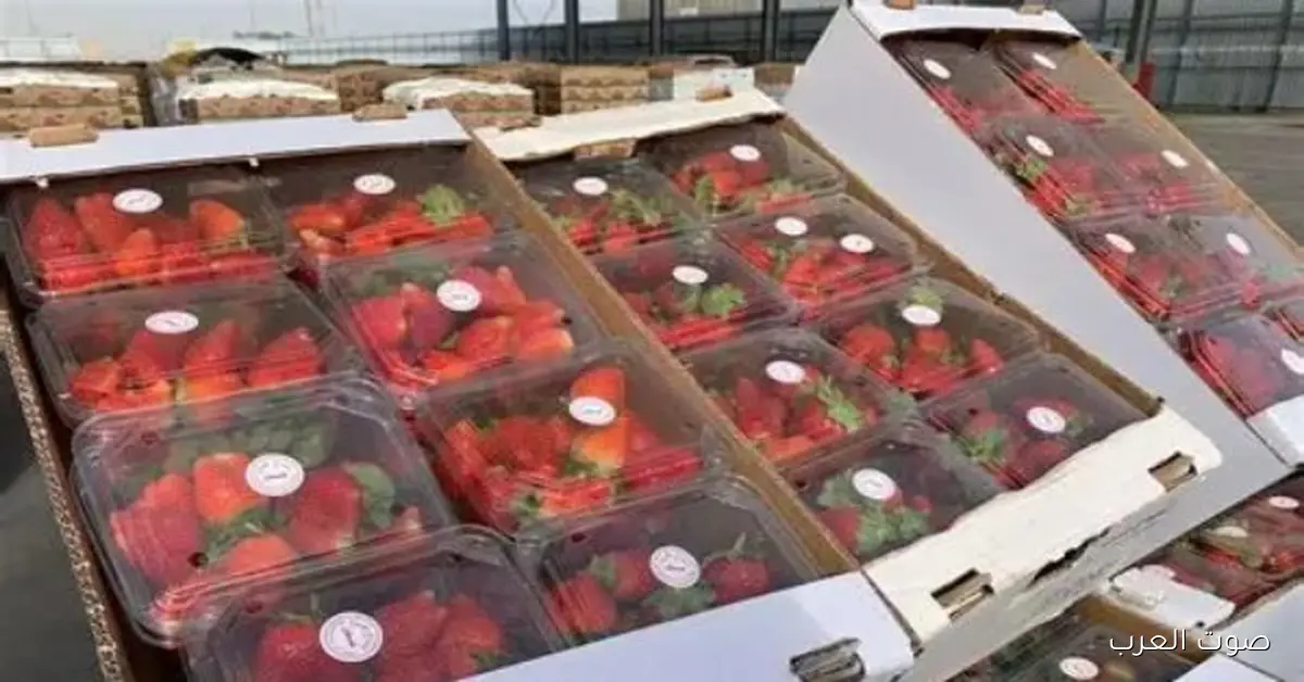 نقيب الفلاحين يكشف أسباب أزمة الفراولة بين زيادة الإنتاج ونقص التعاقدات