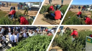 وزارة الزراعة بتحتفل باليوم العالمي لشجرة الزيتون