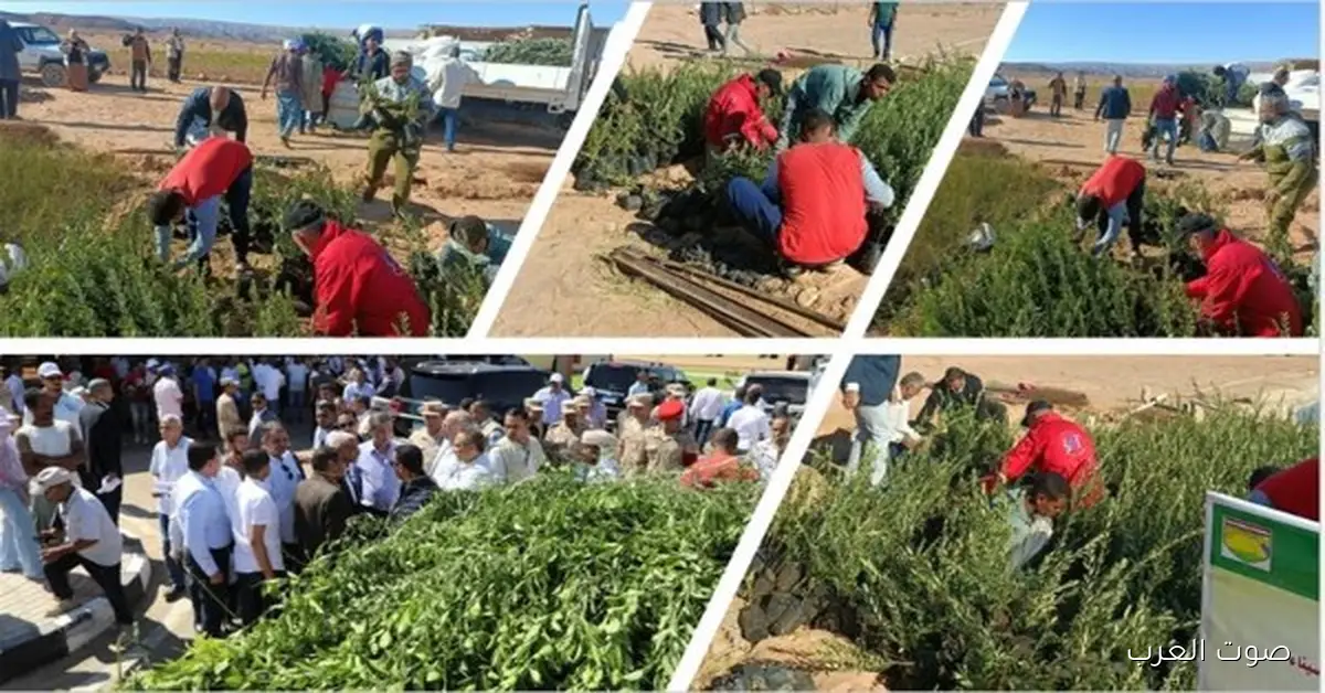 وزارة الزراعة بتحتفل باليوم العالمي لشجرة الزيتون 2 وزارة الزراعة بتحتفل باليوم العالمي لشجرة الزيتون