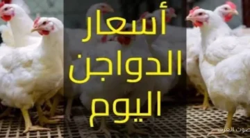 1764838282 أسعار الفراخ النهارده الخميس البانيه والبيض بكم؟