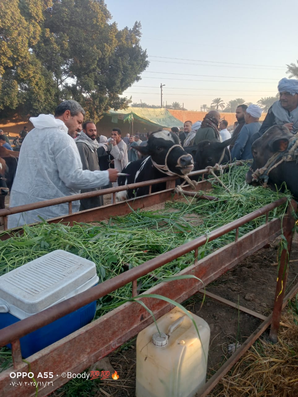 1764927197 123 تحصين 81 مليون رأس ماشية ضد الأمراض الوبائية في مصر