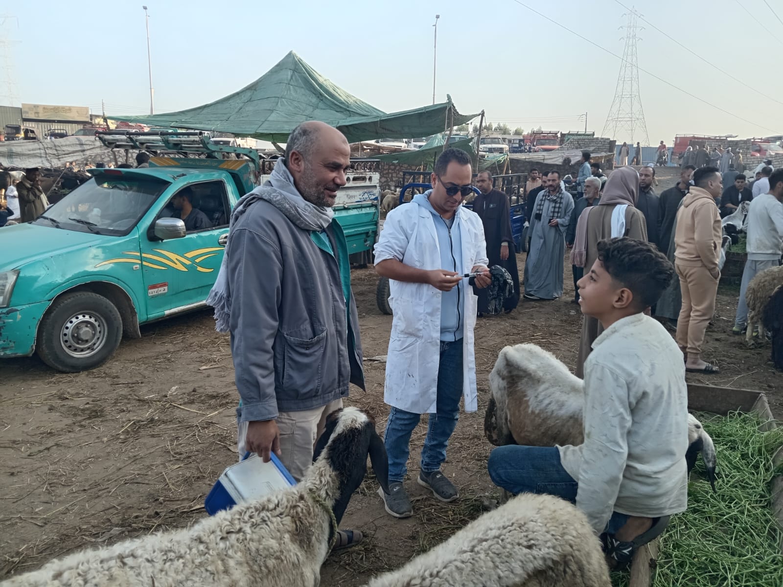 1764927197 433 تحصين 81 مليون رأس ماشية ضد الأمراض الوبائية في مصر