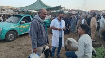 1764927197 تحصين 81 مليون رأس ماشية ضد الأمراض الوبائية في مصر