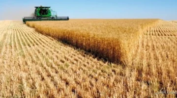 أستراليا بتحقق ثالث أكبر محصول قمح في تاريخها هذا الموسم