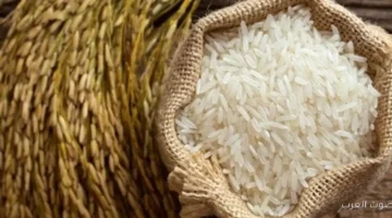 أسعار الأرز الشعير اليوم