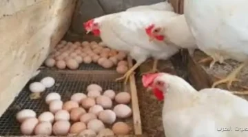 أسعار الدواجن في السوق اليوم الأربعاء 3 ديسمبر 2025