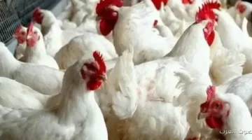 أسعار الدواجن والبانيه نزلت تاني مفاجأة النهارده الإثنين