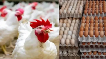 أسعار الفراخ البيضاء اليوم