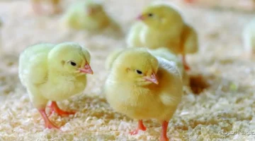 أسعار الكتاكيت اليوم