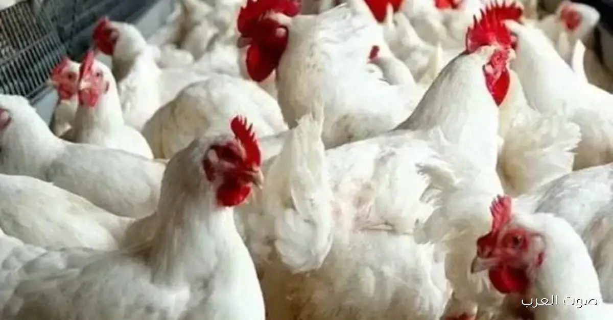 الزراعة تبدأ حملة لتوعية مربي الدواجن بأهمية الأمن الحيوي