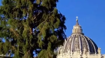 الفاتيكان بيستعد لعيد الميلاد شجرة التنوب اتنصبت وبدأوا شغل المغارة