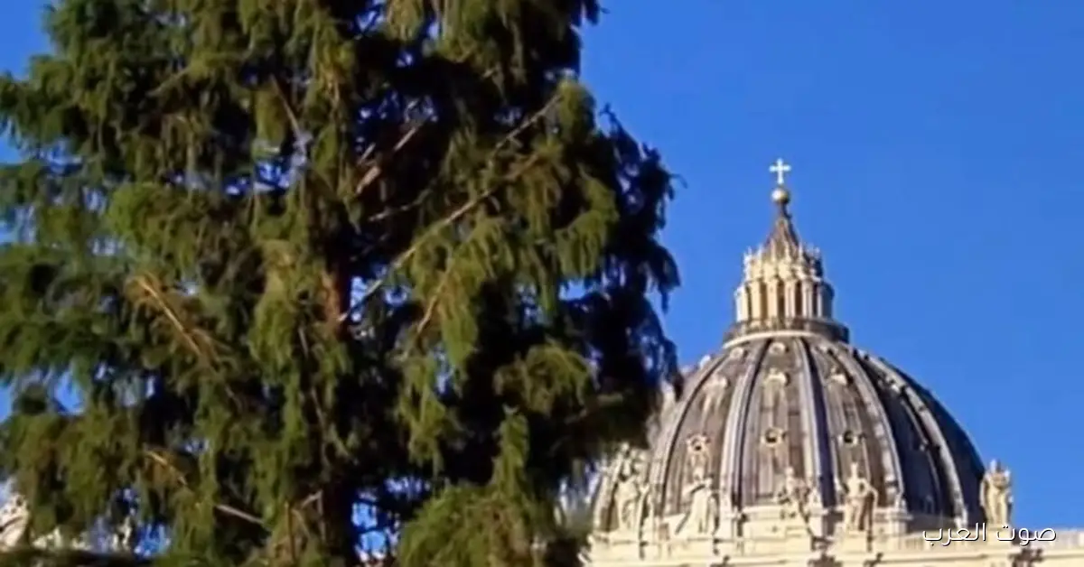 الفاتيكان بيستعد لعيد الميلاد: شجرة التنوب اتنصبت وبدأوا شغل المغارة في ساحة القديس بطرس
