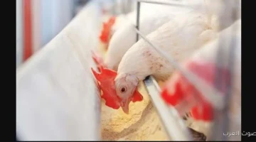 الفراخ البيضاء 1