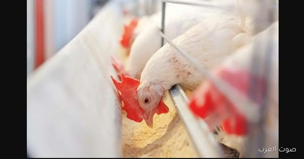 تــــراجع هيفرح المستهلك .. سعر كيلو الفراخ البيضاء اليوم في بورصة الدواجن