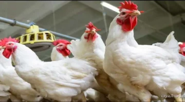 الفراخ البيضاء