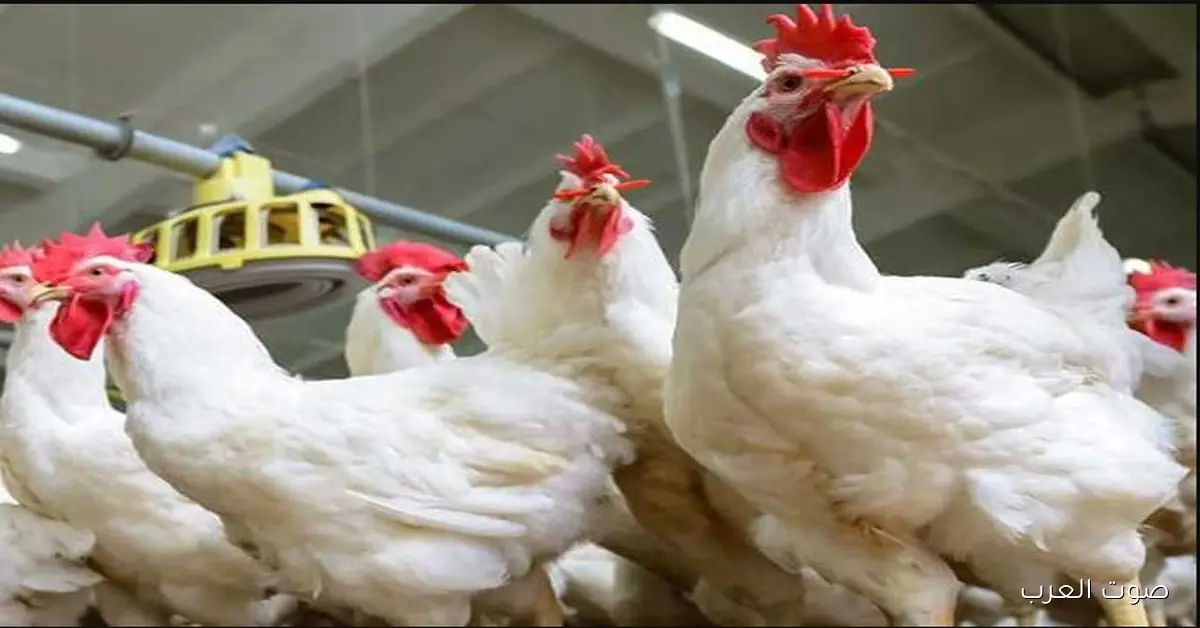 أنهيـــار بورصة الدواجن اليوم أسعار الفراخ البيضاء الاثنين 1-12-2025 2 أنهيـــار بورصة الدواجن اليوم أسعار الفراخ البيضاء الاثنين 1-12-2025