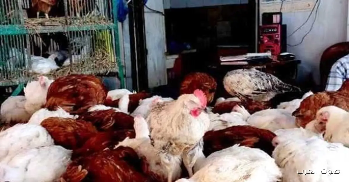 الكيلو بجنيه يكشف كارثة .. الزراعة تضبط دواجن فاسدة في محل بفيصل