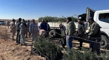بحوث الصحراء توزّع شتلات زيتون على الناس في التجمعات التنموية