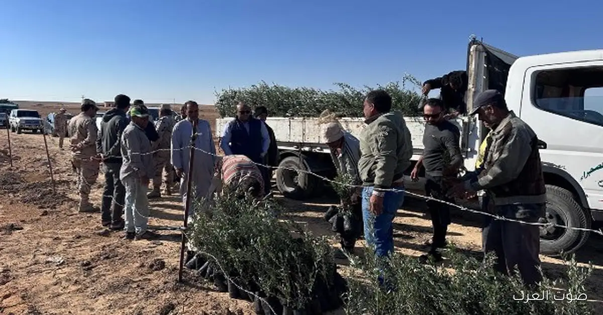 بحوث الصحراء توزّع شتلات زيتون على الناس في التجمعات التنموية في سيناء