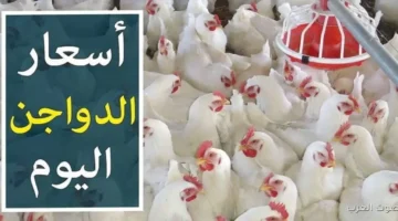 بورصة الدواجن اليوم أسعار الفراخ البيضاء
