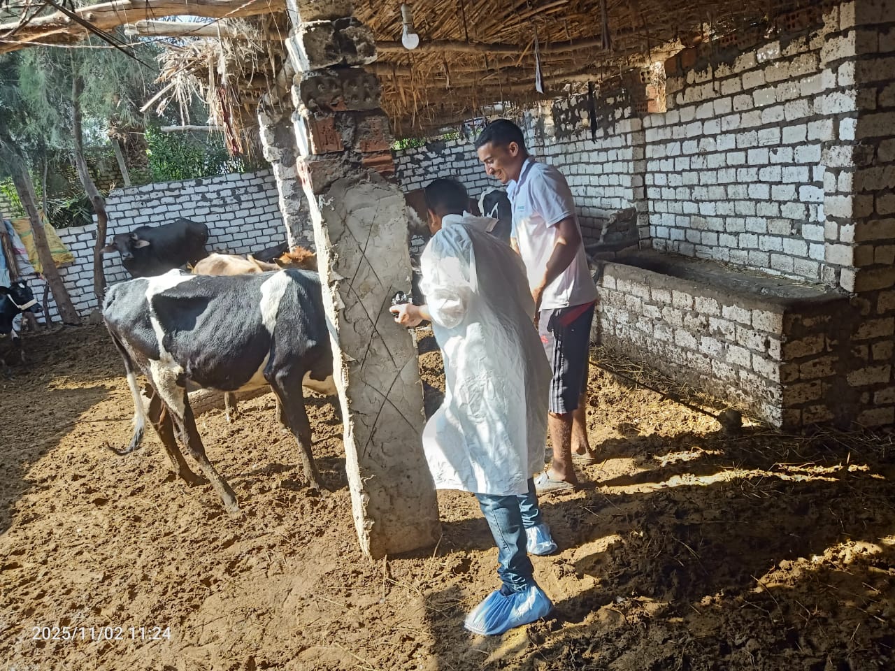 تحصين 81 مليون رأس ماشية ضد الأمراض الوبائية في مصر