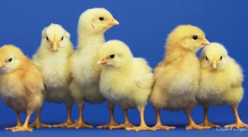 سعر الكتكوت الابيض اليوم عمر