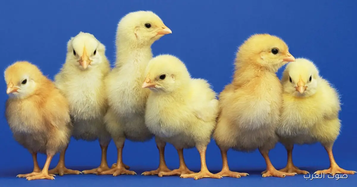 الساسو بكام؟ .. سعر الكتكوت الابيض اليوم عمر يوم الخميس 4 ديسمبر 2025 في البورصة والاسواق 2 الساسو بكام؟ .. سعر الكتكوت الابيض اليوم عمر يوم الخميس 4 ديسمبر 2025 في البورصة والاسواق