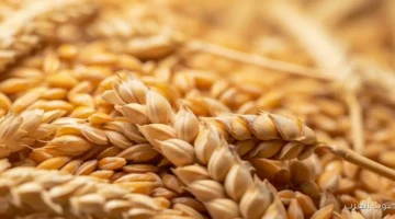 سعر طن الأرز الشعير اليوم