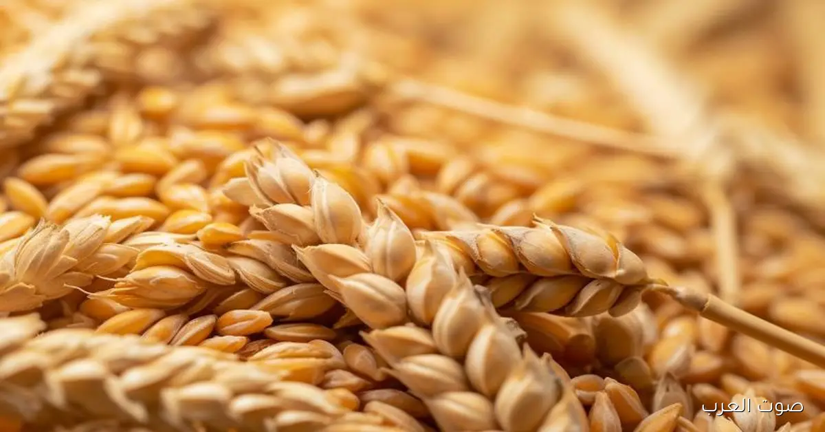 "مفاجأة للتجار" سعر طن الأرز الشعير اليوم الأربعاء 3-12-2025 في الاسواق 2 “مفاجأة للتجار” سعر طن الأرز الشعير اليوم الأربعاء 3-12-2025 في الاسواق