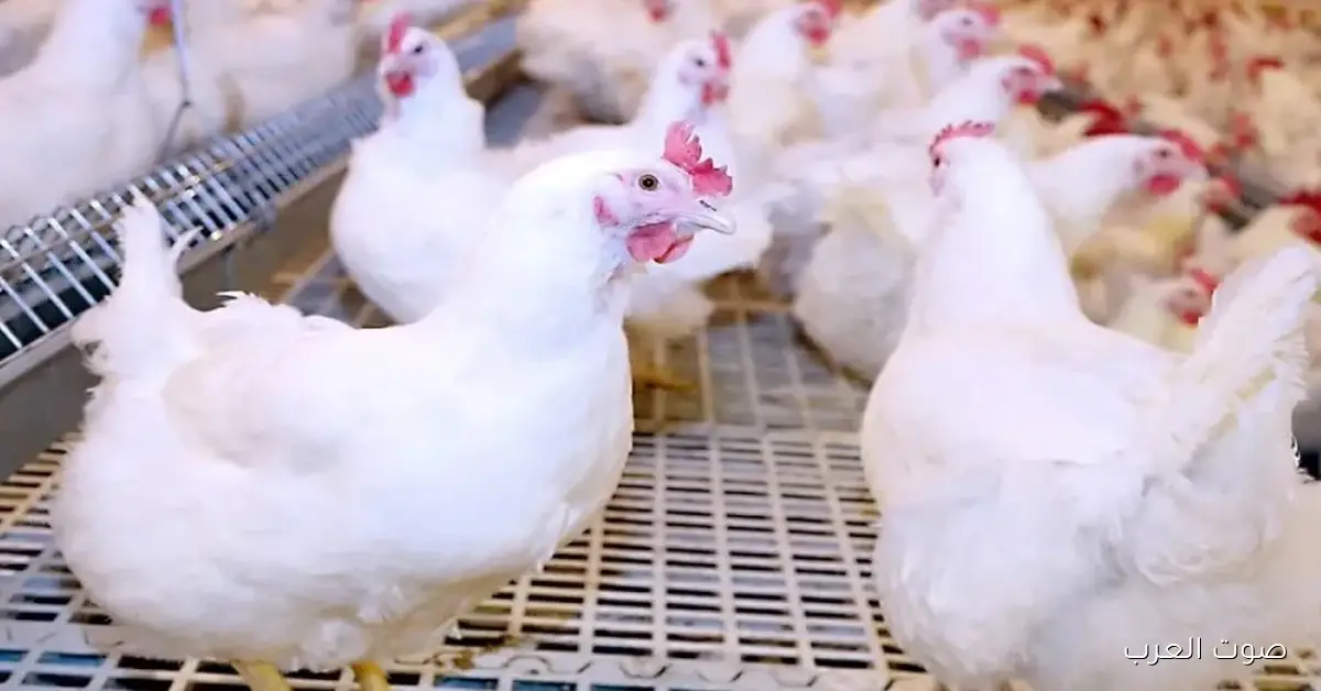 بورصة الدواجن اليوم أسعار الفراخ البيضاء الخميس 4 ديسمبر 2025 للمستهلك والمزرعة