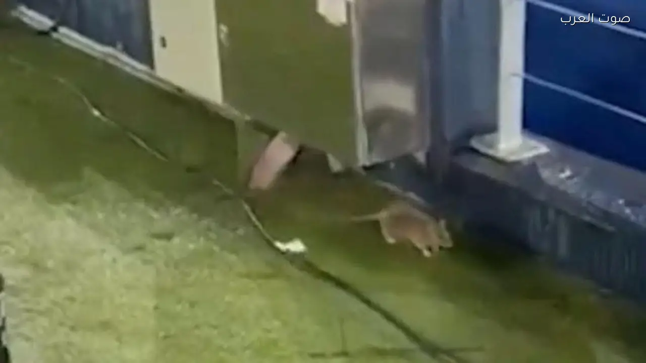 فأر يثير الجدل في كامب نو قبل مباراة برشلونة وكوبنهاجن