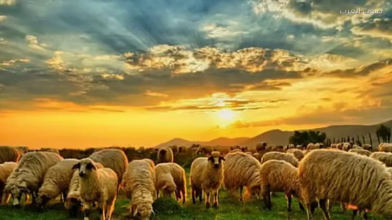 4 مؤشرات لتقييم جودة لحم الأغنام وفقاً للإرشاد الزراعي