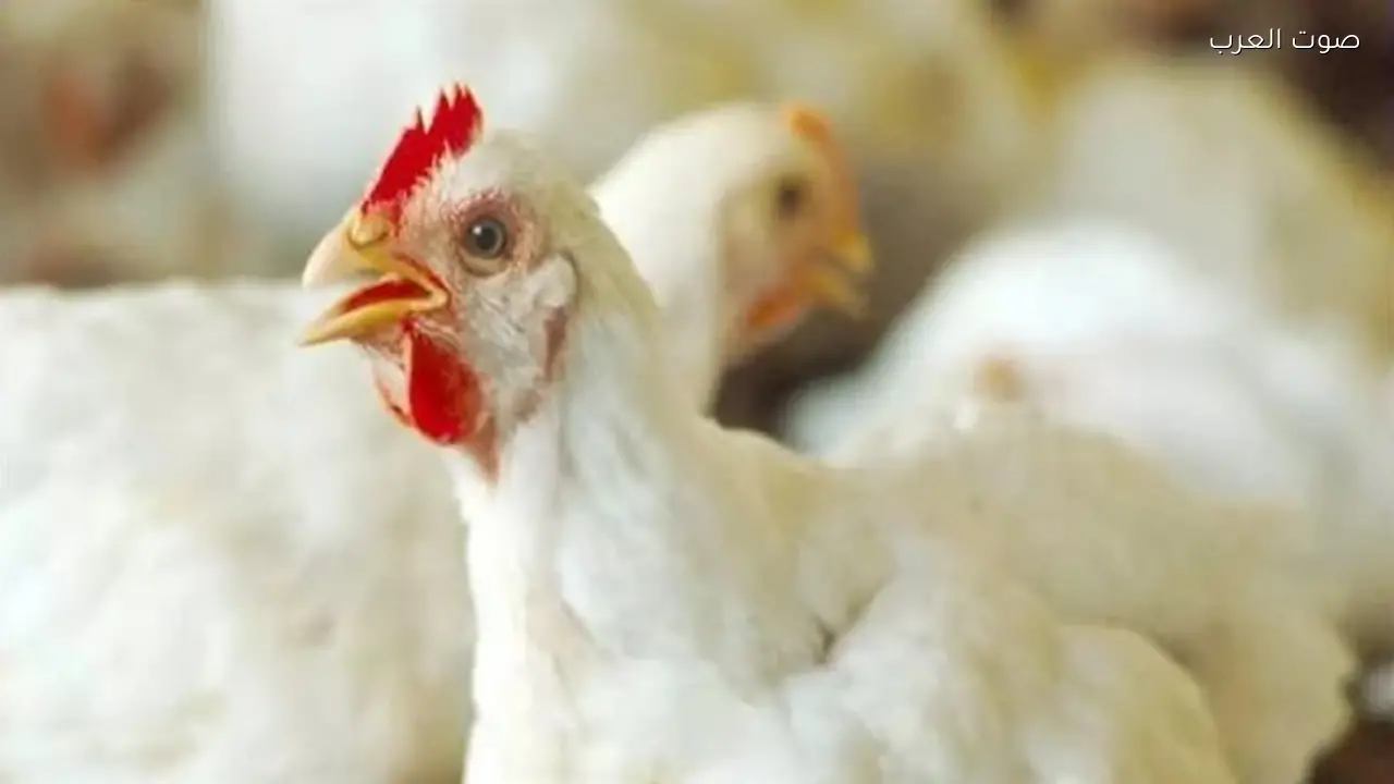 أسعار الدواجن والبيض اليوم السبت 7 فبراير 2026