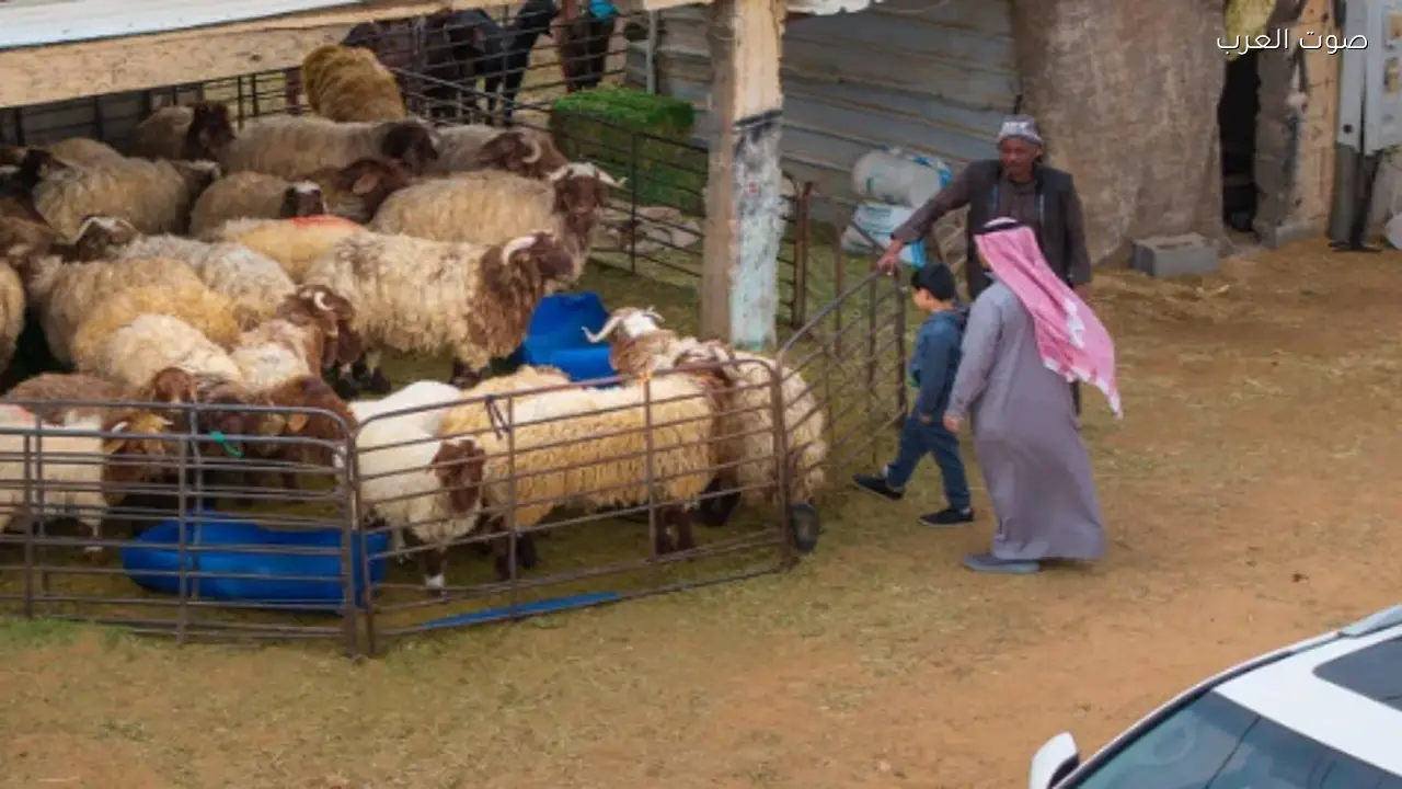 أسواق الماشية في الحدود الشمالية تشهد انتعاشاً قبيل رمضان