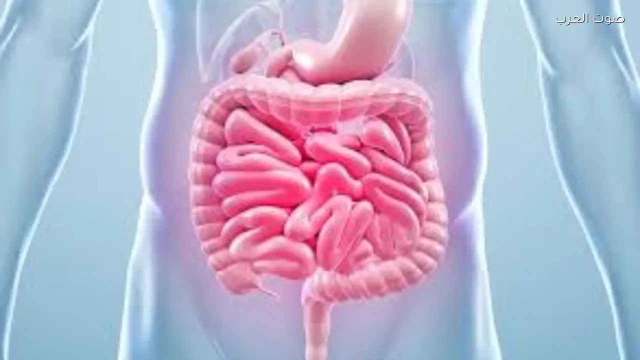 أطعمة مثالية لفك الصيام دون إجهاد المعدة