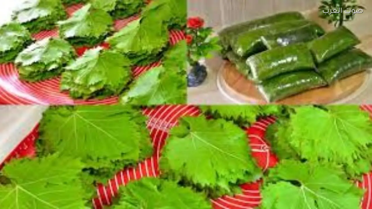 أفضل طرق لتخزين ورق العنب قبل رمضان للحفاظ على نضارته