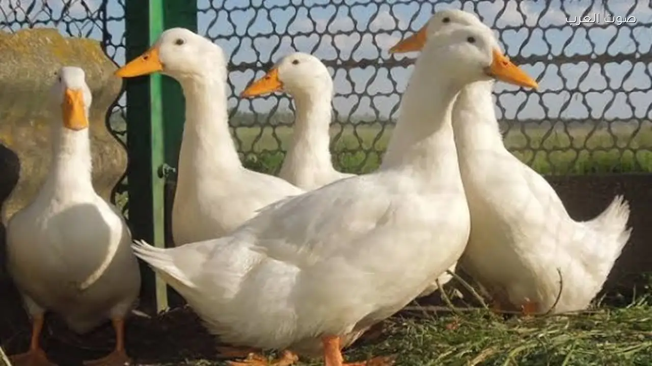 ارتفاع أسعار البط 100% قبل رمضان وفق تحذيرات منتجي الدواجن