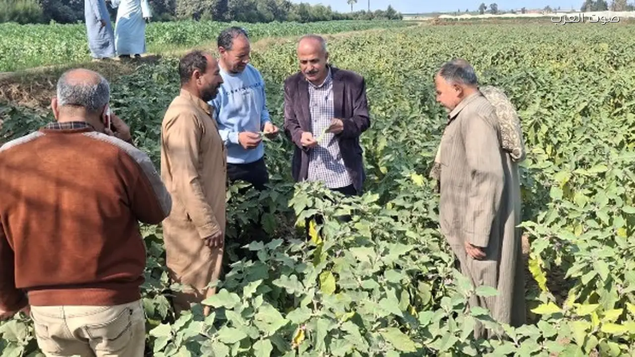 الزراعة تبدأ الاستعداد لموسم القطن 2026 في 18 محافظة
