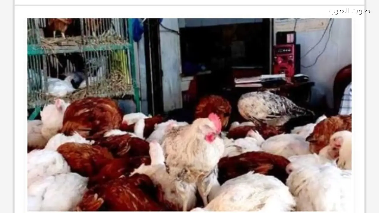 الزراعة توضح أسباب النفوق غير الطبيعي في الدواجن