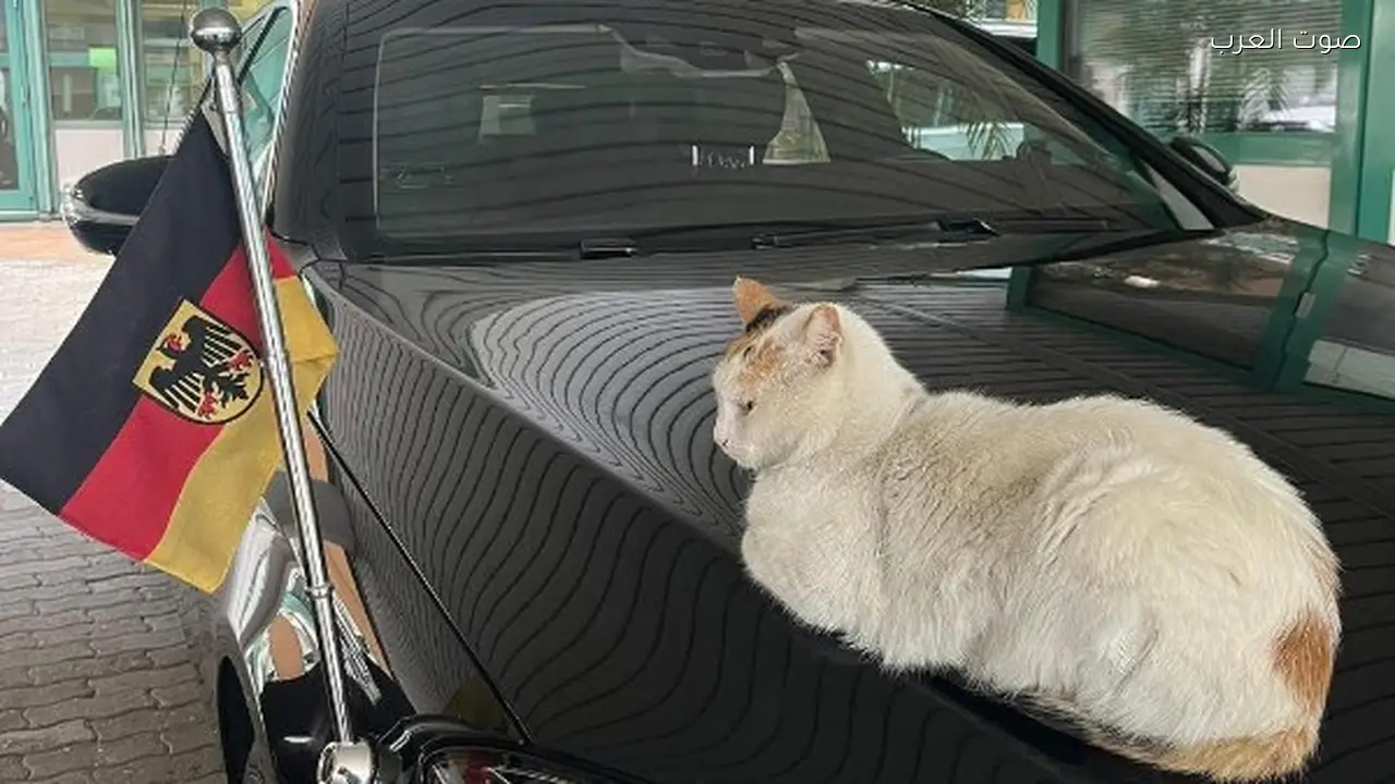 السفير الألماني بالقاهرة: لدي موعد مهم بعد إذن القطة