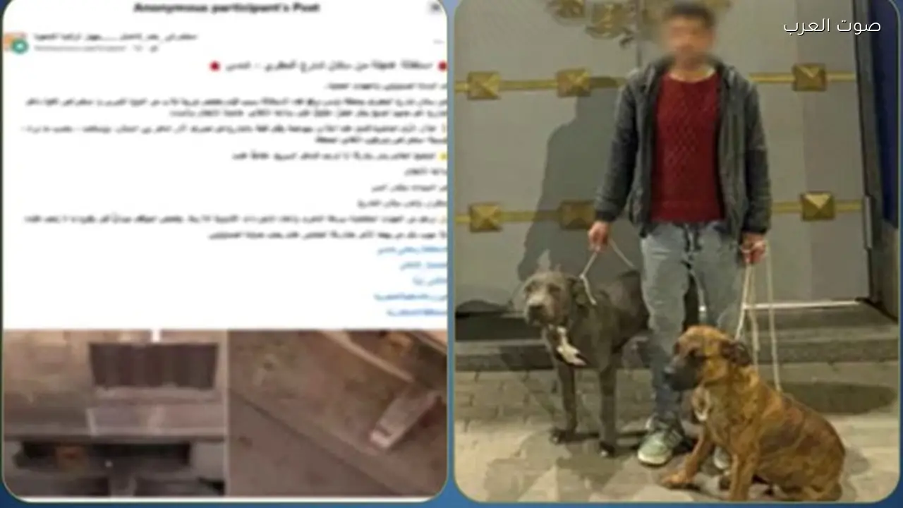 القبض على متهم بقتل قطة باستخدام كلبين في الإسكندرية