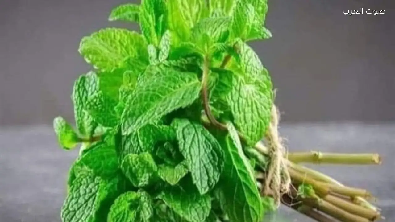 النعناع يساهم في علاج مشكلة صحية شائعة بعيدًا عن المعدة