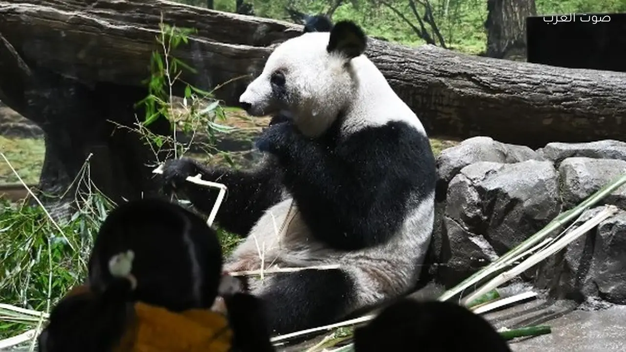 اليابان تخلو من الباندا لأول مرة منذ 1972 بسبب الصين