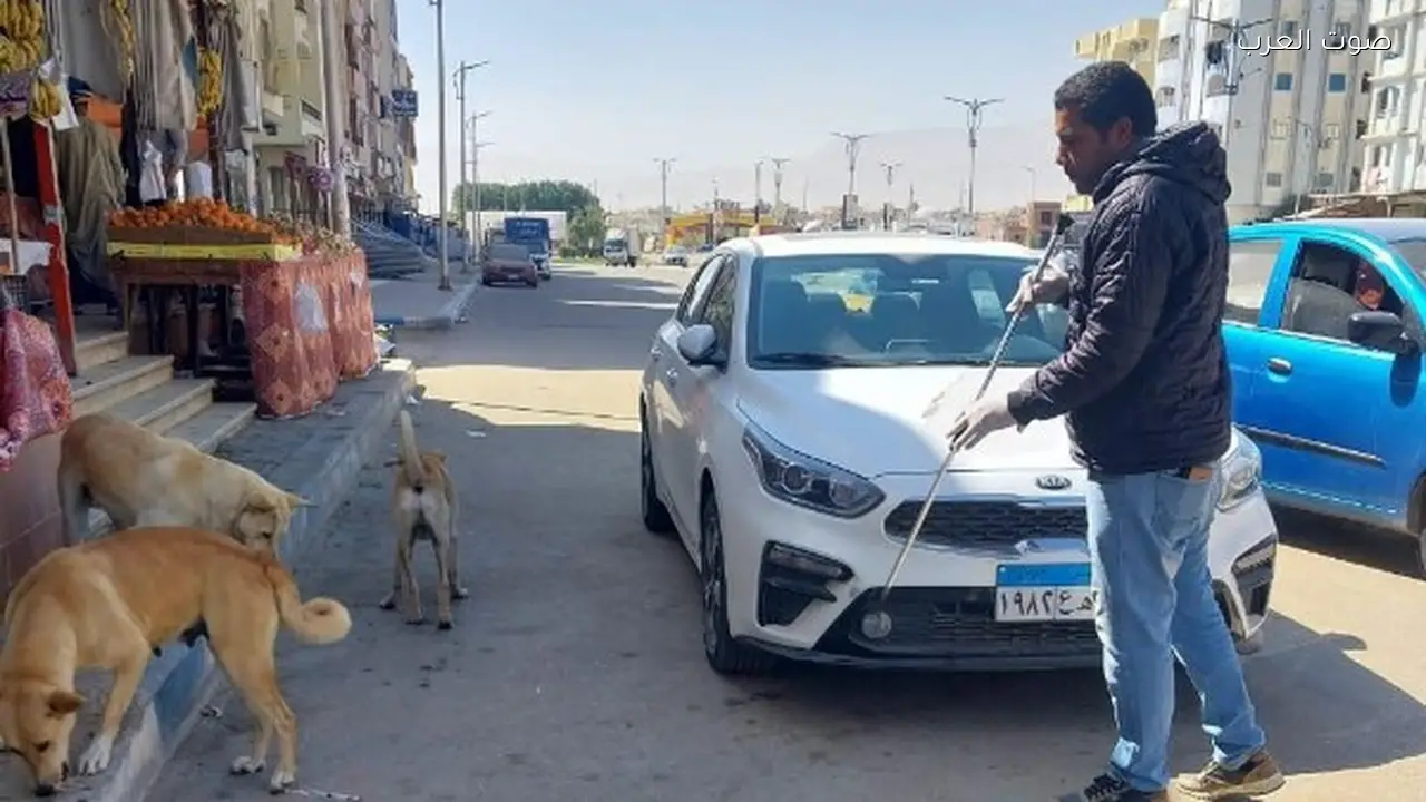 تحصين 12665 كلبًا وتعقيم 1593 في حملة لمكافحة السعار