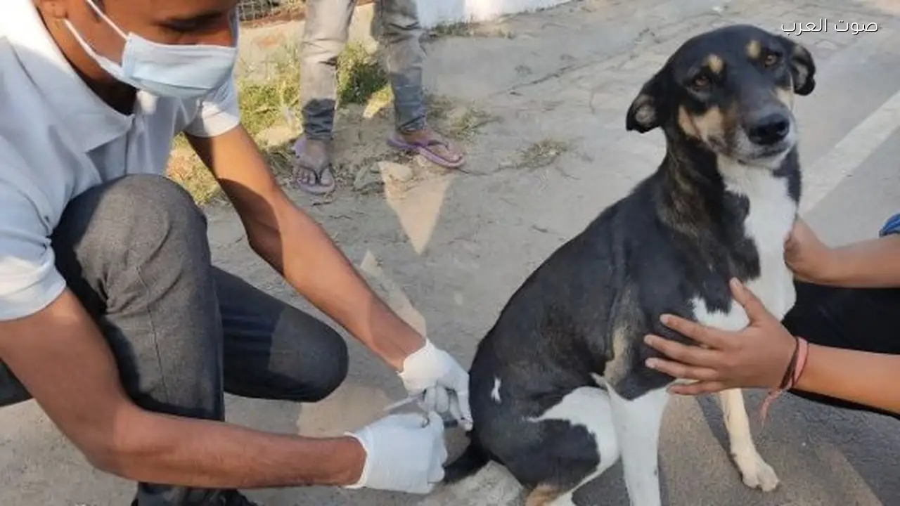 تحصين 13 ألف كلب ضمن حملة مكافحة السعار في مصر